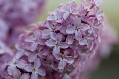 Close-up of purple flowering plant