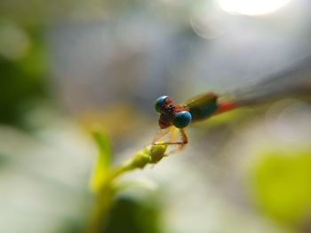 Close-up of ladybug on plant