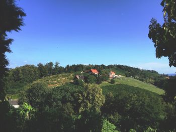 Scenic view of trees against clear blue sky