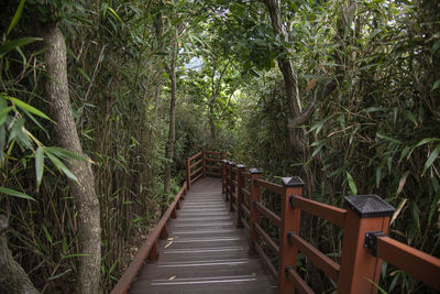 Footpath amidst trees in forest