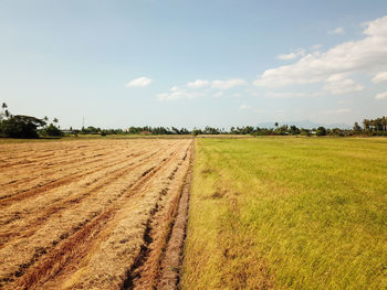 Scenic view of agricultural field against sky