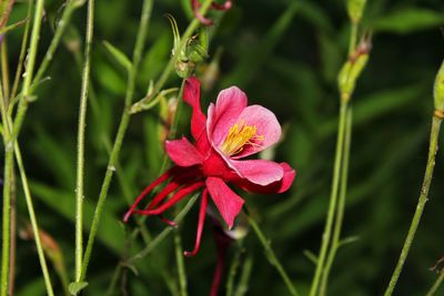 Close-up of pink flowers