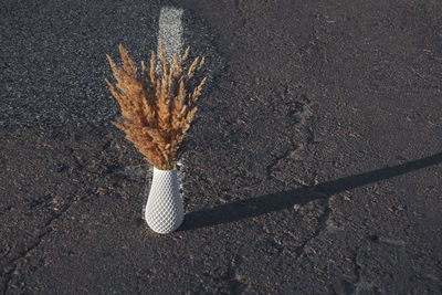 High angle view of leaf on street