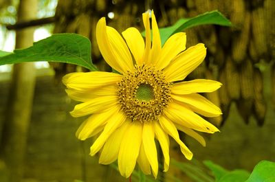 Close-up of yellow flower