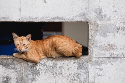 Portrait of ginger cat lying on retaining wall