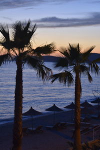 Palm trees by sea against sky during sunset