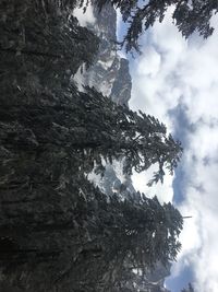 Low angle view of tree mountain against sky