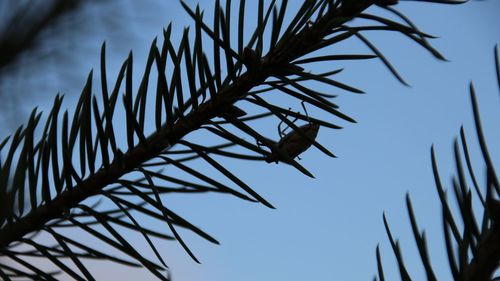 Low angle view of a insect on branch