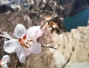 Close-up of bee on white flower