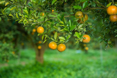 Oranges growing on tree