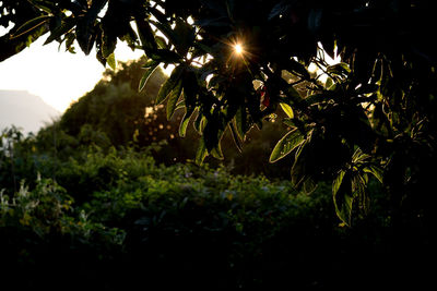 Close-up of plants against sky