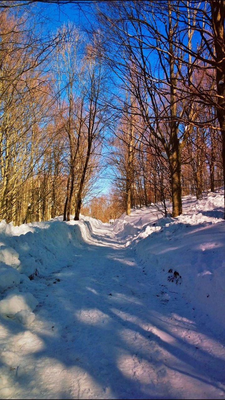 TREES IN SNOW