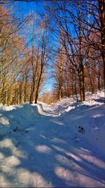 Snow covered trees against sky