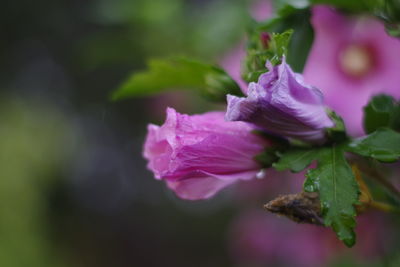 Close-up of pink flowering plant