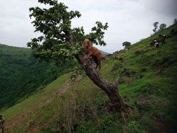 View of a horse on land