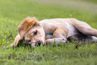 Brown dog lying down on land