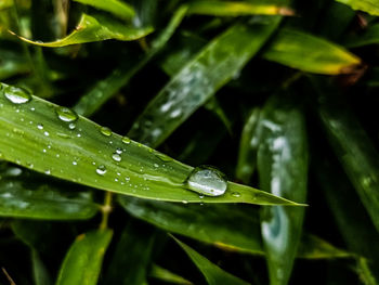 Close-up of water drops on plant