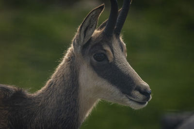 Close-up of deer