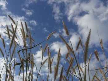 Low angle view of stalks against cloudy sky