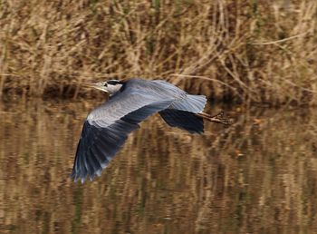 High angle view of gray heron flying over lake