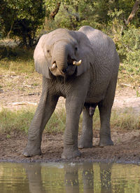Elephant in water