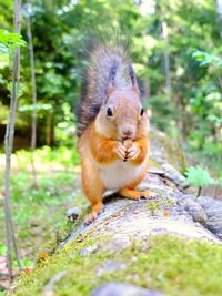 Red squirrel on fallen tree at forest