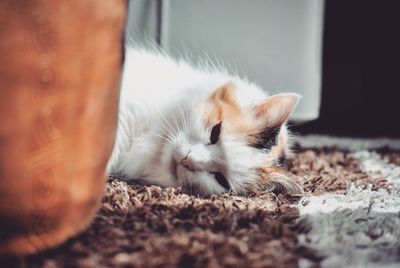 Close-up of cat lying down