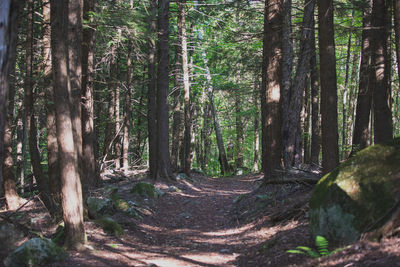 Trees growing in forest