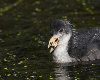 Close-up of duck swimming in lake