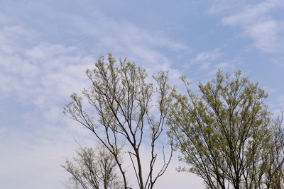 Low angle view of tree against sky