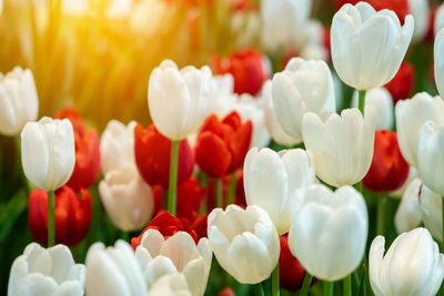 Close-up of white tulips