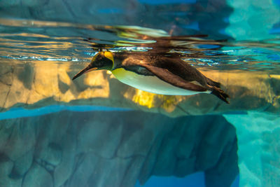 View of penguin swimming in pool