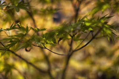 Close-up of leaves against blurred background