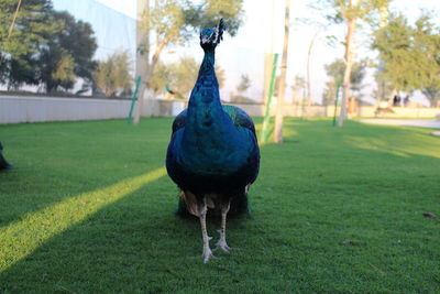 Model peacock
