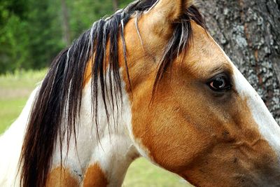 Close-up of a horse