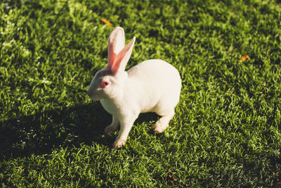High angle view of white horse on field