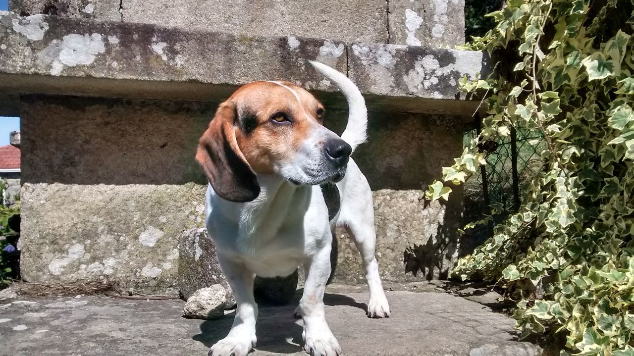 dog, domestic animals, pets, one animal, animal themes, mammal, standing, built structure, full length, architecture, building exterior, outdoors, sitting, day, portrait, looking at camera, pet collar, front view, front or back yard