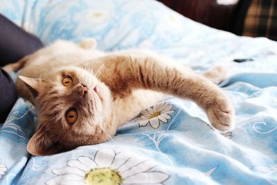 Portrait of cat lying on bed