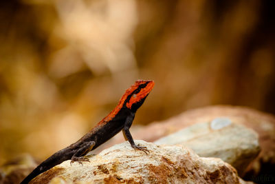 Close-up of animal on rock