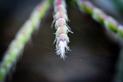 Close-up of flowers