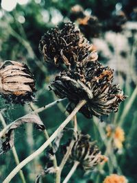 Close-up of wilted plant on field