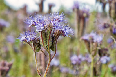 Close-up of purple flowering plant on field