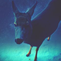 Digital composite of donkey against sky at night