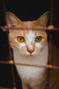 Close-up portrait of a cat