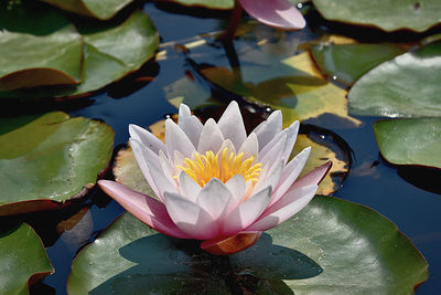 Close-up of lotus water lily in lake