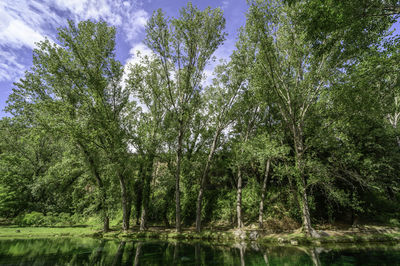 Trees by lake in forest