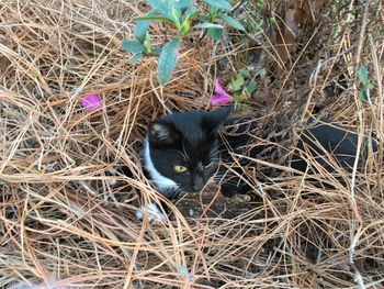 Portrait of cat on hay