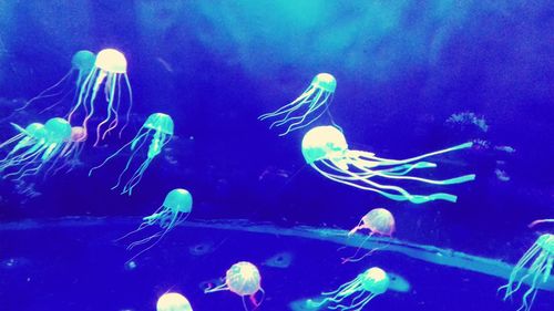 Jellyfish swimming in sea