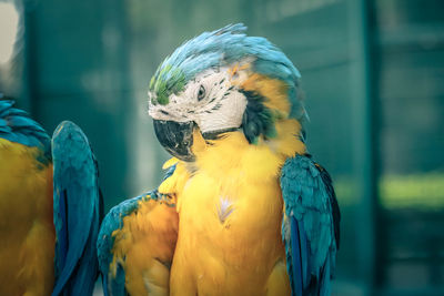 Close-up of parrot perching