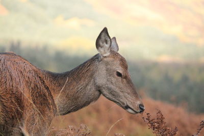 Side view of a doe on field